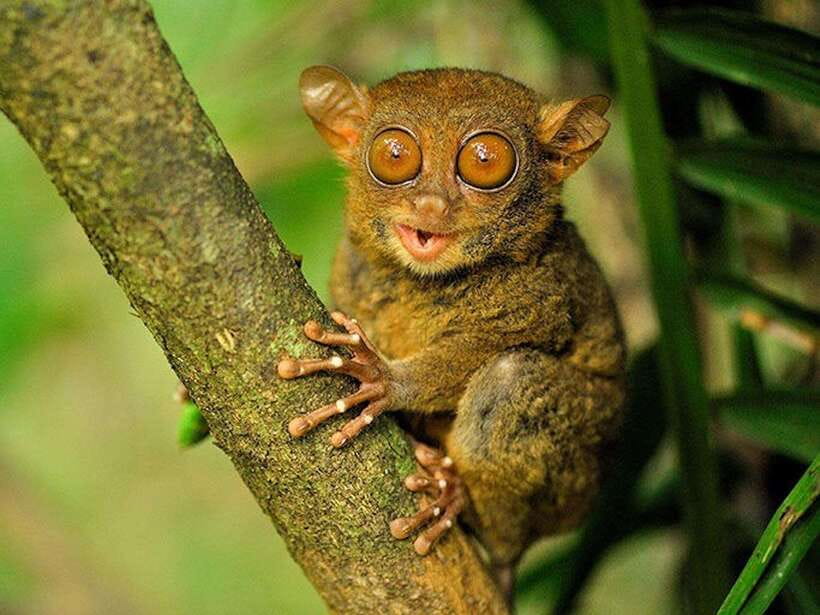 Bohol: Premium Chocolate Hills, Tarsiers & River Experience - Price and Fees: What You’re Paying For (and What Costs Extra)