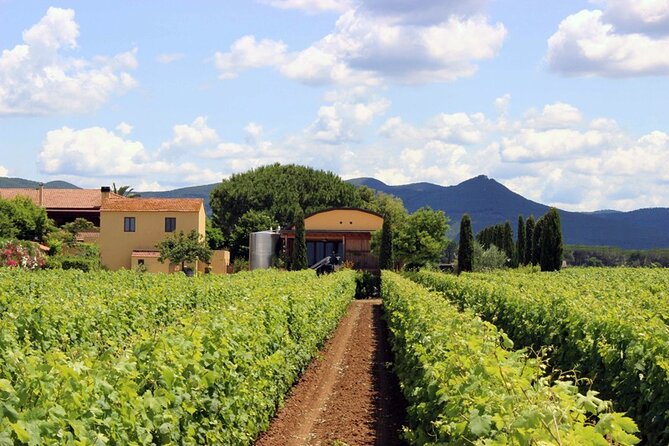 Bolgheri: Premium Wine Tasting with Winery Tour - Inside the cellar: aging steps plus possible live harvest/bottling moments