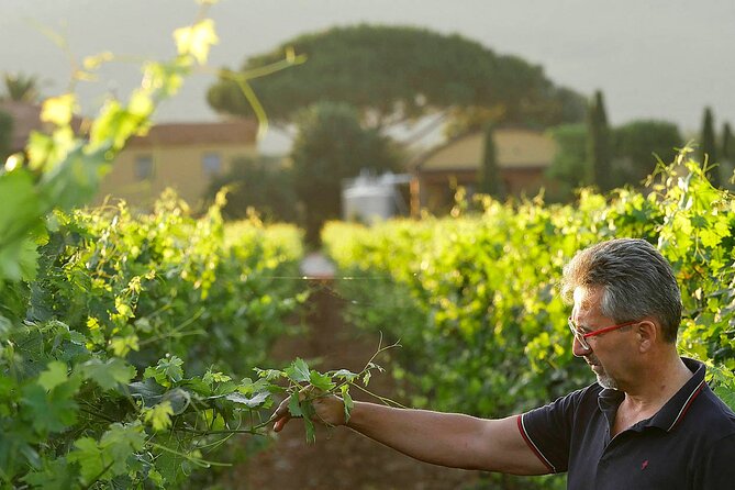 Bolgheri: Premium Wine Tasting with Winery Tour - Best for who: couples, wine-curious food people, and short-schedule planners