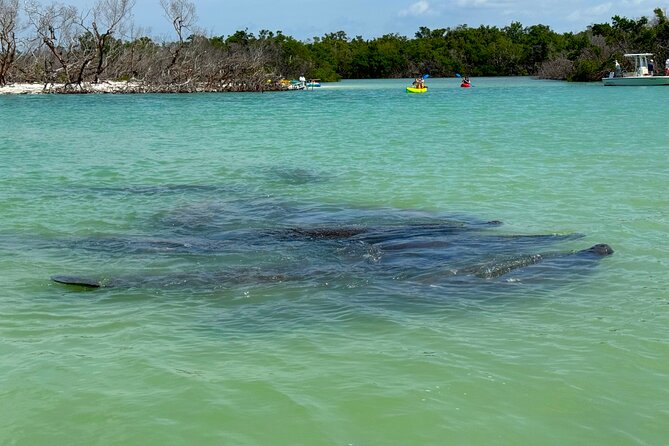 Bonita Springs Eco Kayak Tour – Best Gear, Premium&Clear Kayaks - The 2-hour paddle plan: mangrove tunnels, calm inlets, and sandbar shelling