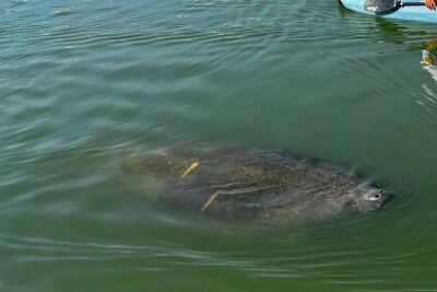 Bonita Springs Eco Kayak Tour – Best Gear, Premium&Clear Kayaks - Crescent Primos and Crews: the gear upgrade that makes a big difference
