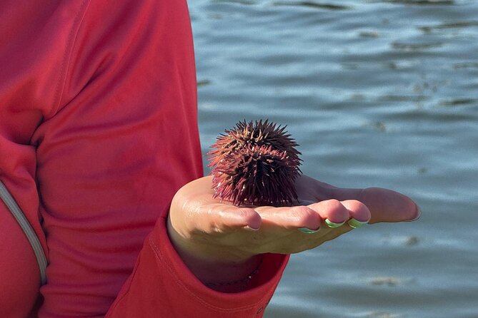 Bonita Springs Eco Kayak Tour – Best Gear, Premium&Clear Kayaks - Wildlife reality check: manatees and dolphins, but not on a schedule