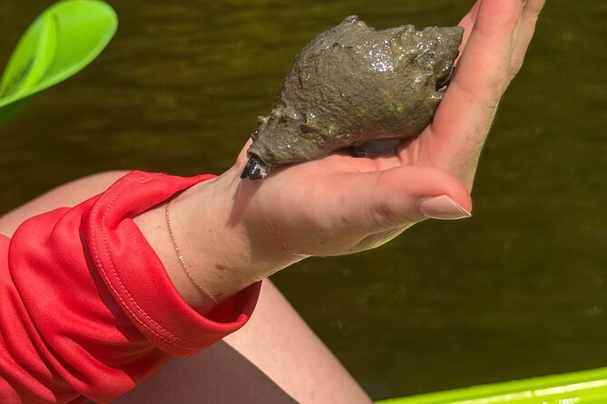 Bonita Springs Eco Kayak Tour – Best Gear, Premium&Clear Kayaks - Value of a $55 tour: why the price makes sense for a premium experience