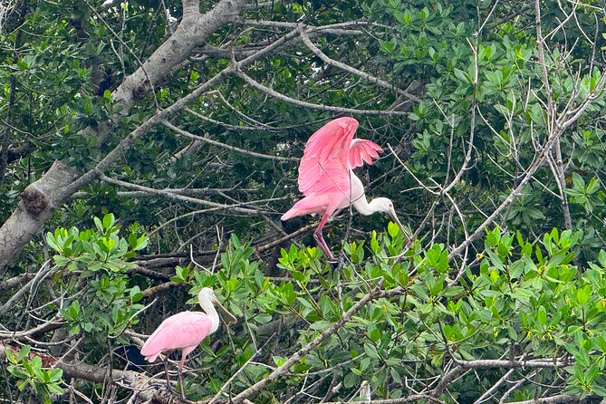 Bonita Springs Eco Kayak Tour – Best Gear, Premium&Clear Kayaks - Best time to go and how to pick your kayaking day