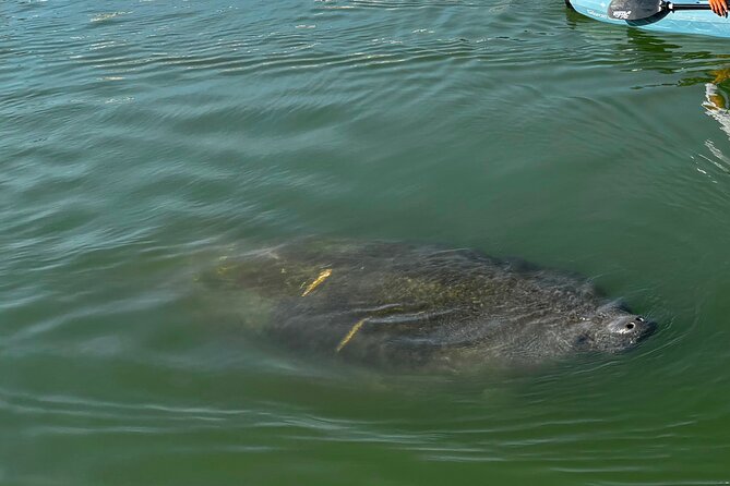 Bonita Springs Eco Kayak Tour – Best Gear, Premium&Clear Kayaks - Crescent Primos and Crews: the gear upgrade that makes a big difference