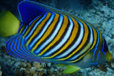 Bora Bora: Luxury Private Half Day Snorkeling Tour - The guide makes the difference: Hiro, Rudy, David, Vincent, and Wilson