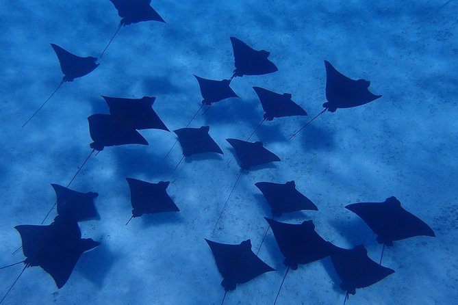 Bora Bora: Luxury Private Half Day Snorkeling Tour - Timing, weather, and what to bring for smooth snorkeling