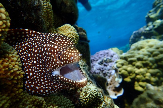 Bora Bora: Luxury Private Half Day Snorkeling Tour - The decision call: should you book this Bora Bora private snorkeling tour?