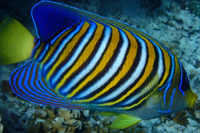 Bora Bora: Luxury Private Half Day Snorkeling Tour - The guide makes the difference: Hiro, Rudy, David, Vincent, and Wilson