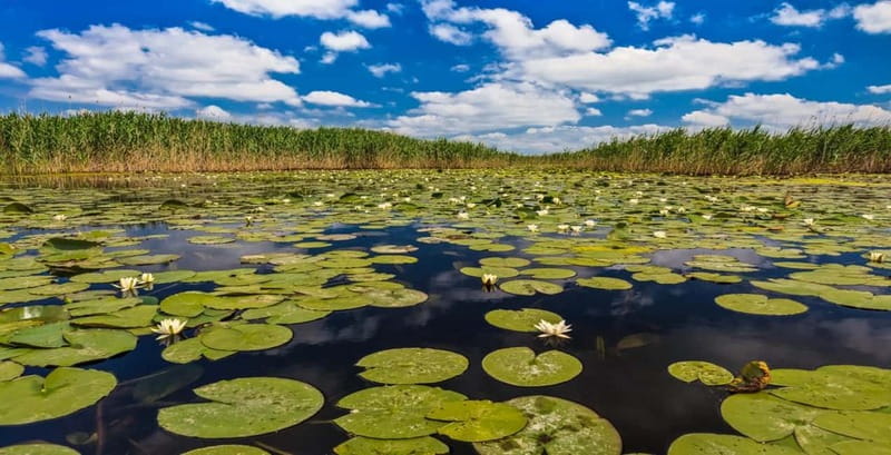 Bucharest: Day Trip to Danube Delta Small Group Premium Tour - Key highlights you’ll remember