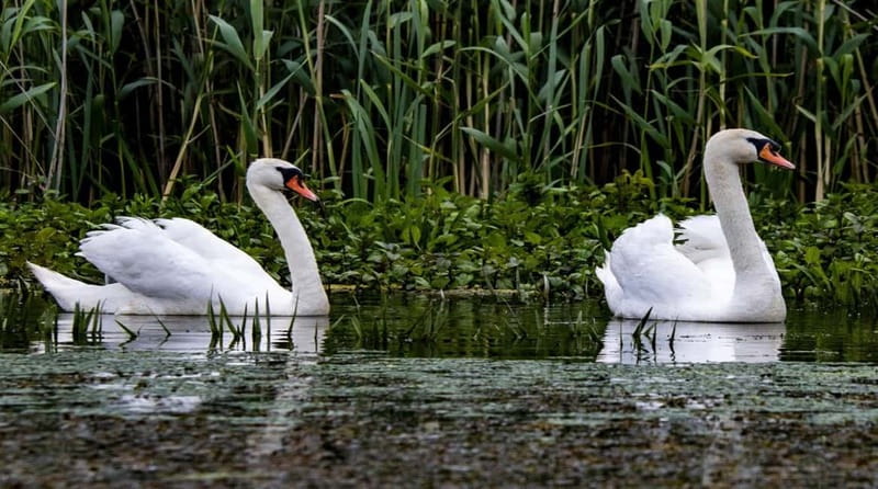 Bucharest: Day Trip to Danube Delta Small Group Premium Tour - Tulcea stop and boarding: the moment the day changes