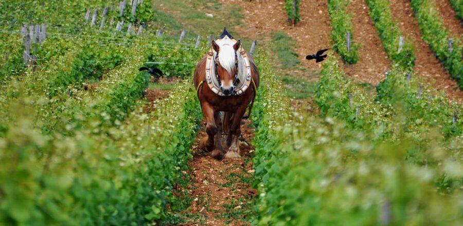 Burgundy Vineyards: Luxury Private Tours - Burgundy by car, with a guide doing the heavy lifting