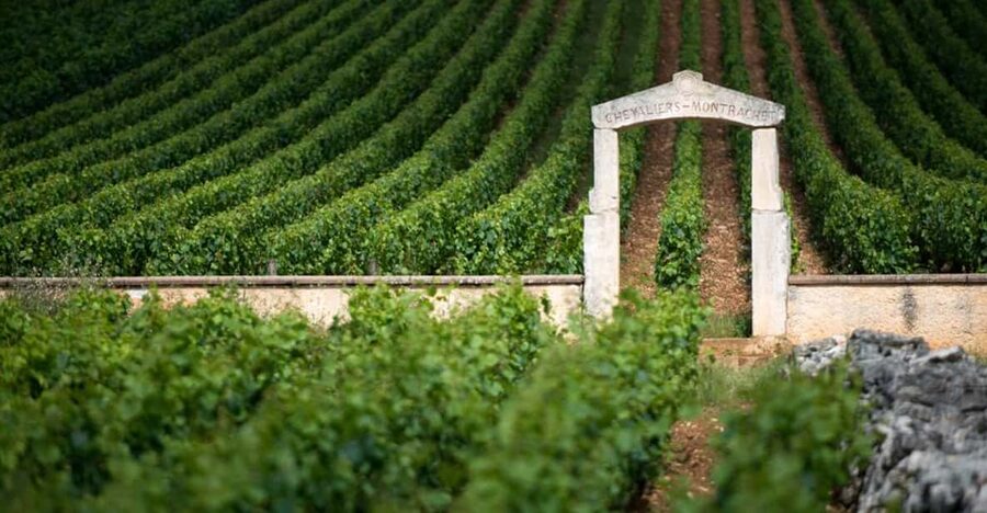 Burgundy Vineyards: Luxury Private Tours - Corton hillside: one stop, two styles, and a great moment for perspective