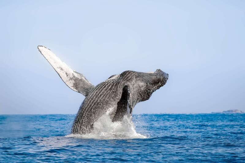 Cabo San Lucas: Luxury Catamaran Whale Watching Experience - Key points to know before you go
