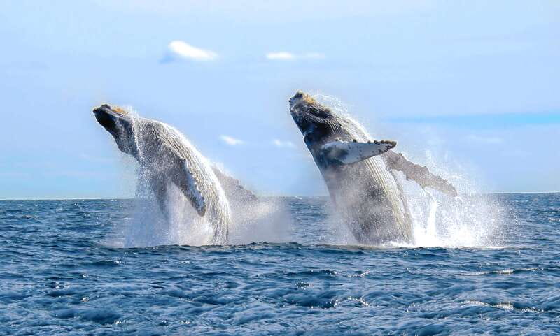 Cabo San Lucas: Luxury Catamaran Whale Watching Experience - Whale spotting the smart way: what you’re actually searching for