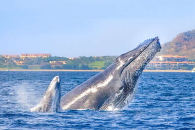 Cabo San Lucas: Luxury Catamaran Whale Watching Experience - The catamaran ride: comfort first, then the views