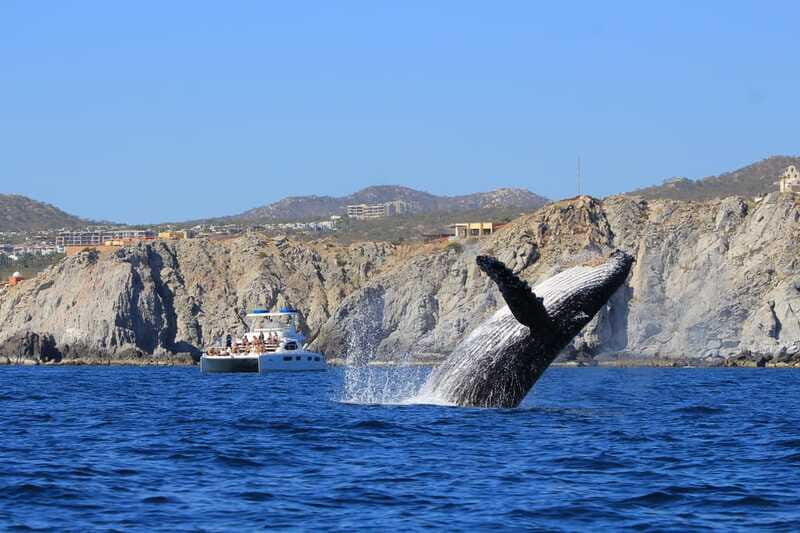 Cabo San Lucas: Luxury Catamaran Whale Watching Experience - Food and open bar on deck: a short trip that still feels complete