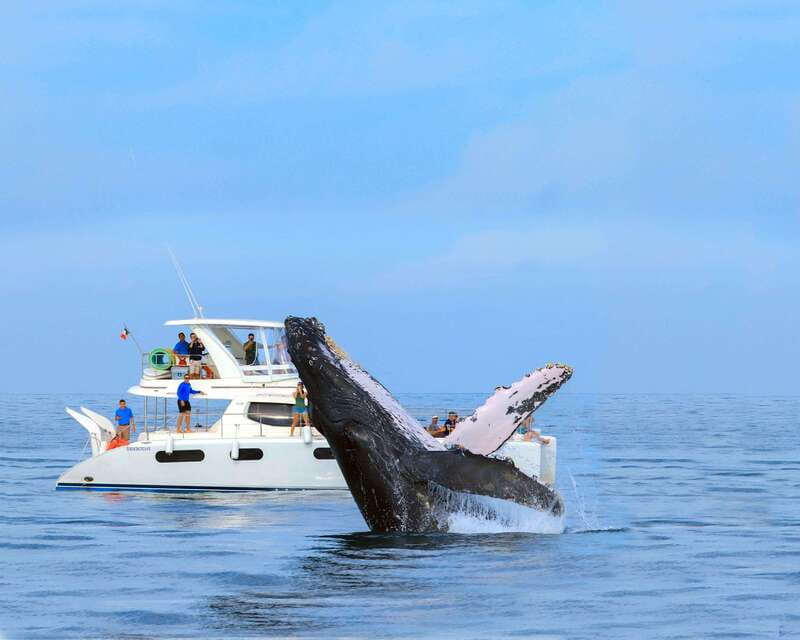 Cabo San Lucas: Luxury Catamaran Whale Watching Experience - The guide experience: what you can expect from Jorge and Leonardo