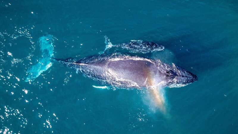 Cabo San Lucas: Luxury Catamaran Whale Watching Experience - What the route includes: from Cabo’s Arch to two-ocean water