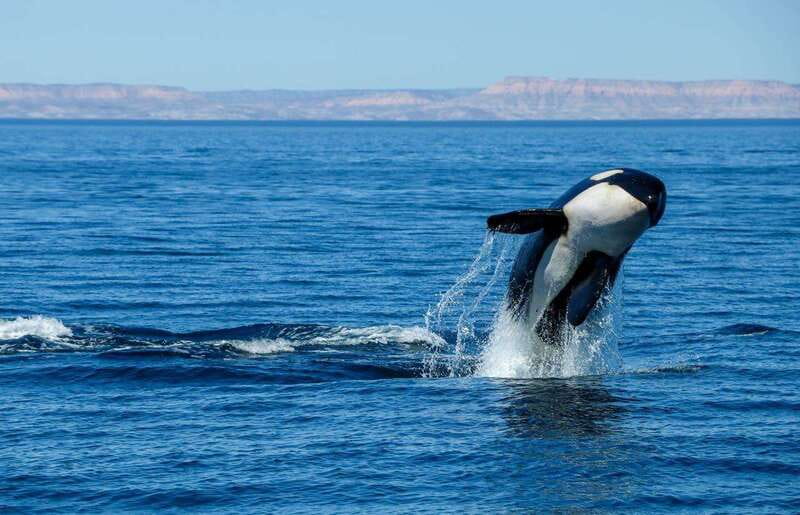 Cabo San Lucas: Luxury Catamaran Whale Watching Experience - Other sea life: what you might see besides whales
