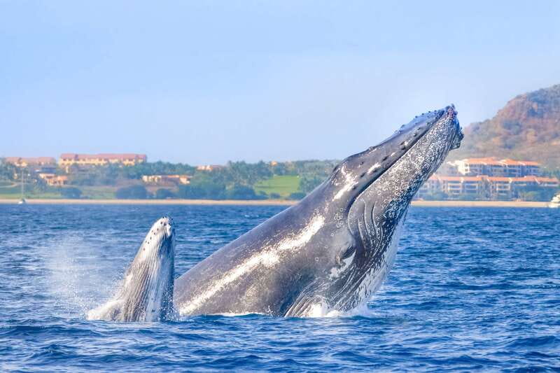 Cabo San Lucas: Luxury Catamaran Whale Watching Experience - The catamaran ride: comfort first, then the views