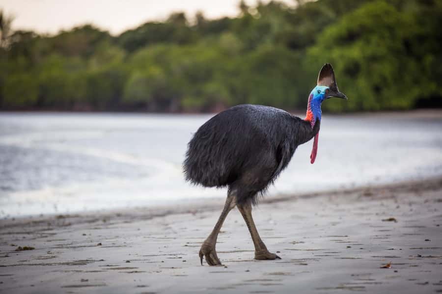 Cairns: Cape Tribulation & Daintree Rainforest Premium Tour - Key highlights worth marking on your map
