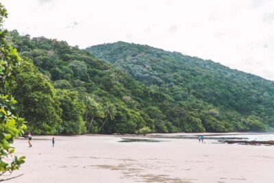 Cairns: Cape Tribulation & Daintree Rainforest Premium Tour - Great Barrier Reef Drive to Port Douglas: your first views and your first clues