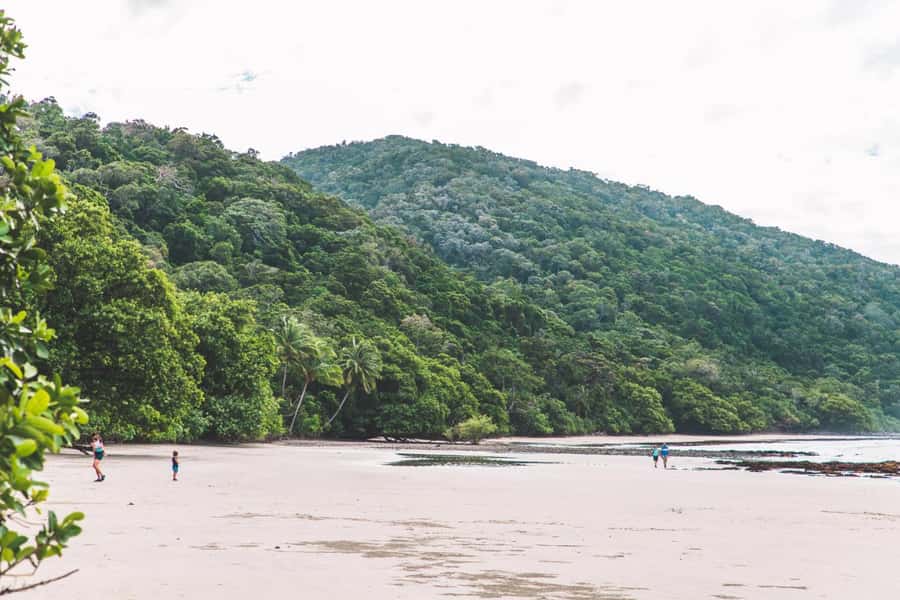 Cairns: Cape Tribulation & Daintree Rainforest Premium Tour - Great Barrier Reef Drive to Port Douglas: your first views and your first clues