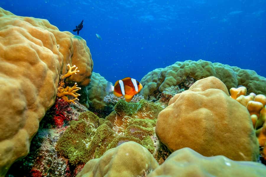 Cairns: Great Barrier Reef Premium Diving Full Day Tour - Two Outer Reef Sites in One Day: How the 5 Hours Feels