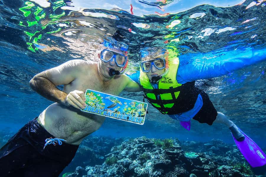Cairns: Great Barrier Reef Premium Diving Full Day Tour - What You’ll See: Coral Gardens, Fish Schools, and Big Encounters