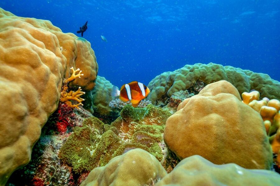 Cairns: Great Barrier Reef Premium Diving Full Day Tour - Optional Intro Scuba or Certified Scuba: Who This Part Is For