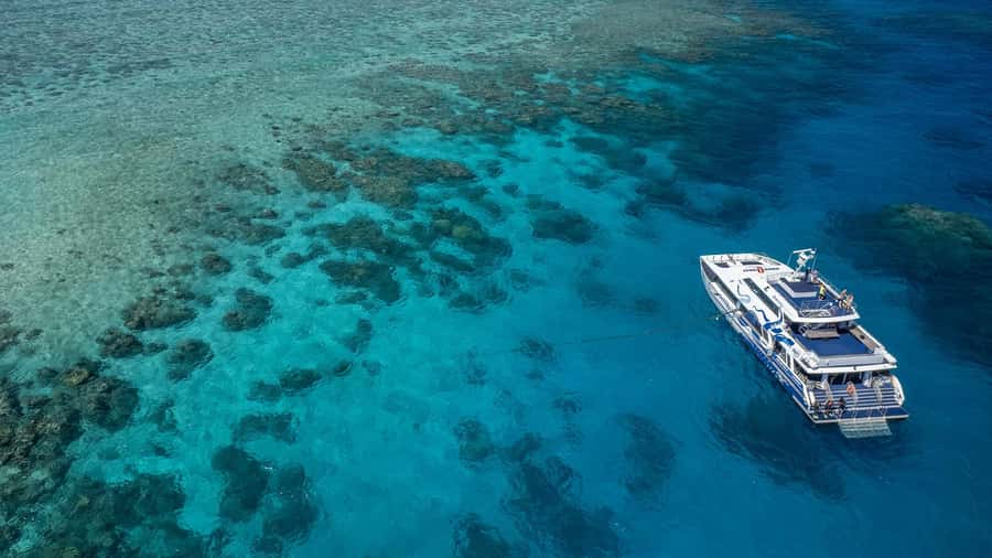 Cairns: Premium Snorkelling and Diving Reef Day Trip - Key highlights at a glance