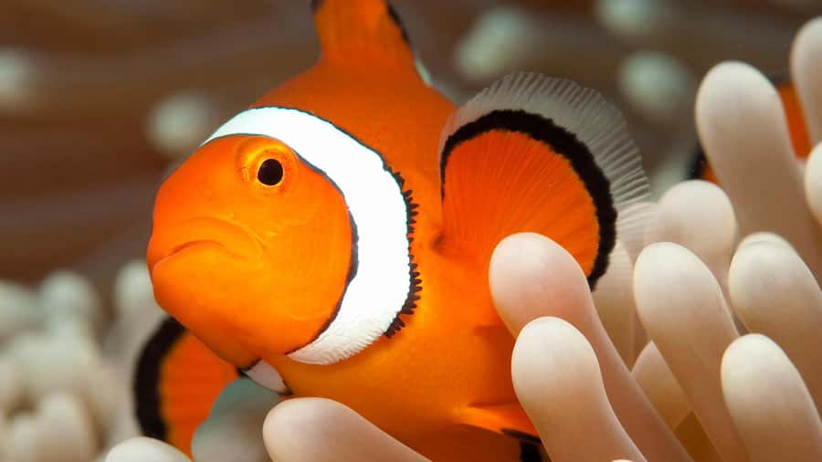 Cairns: Premium Snorkelling and Diving Reef Day Trip - Up to five hours in the water: guided snorkeling plus free exploration