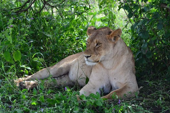 Camping to Serengeti & Ngorongoro Premium Parks - Starting in Arusha at 6:30: why the morning drive matters