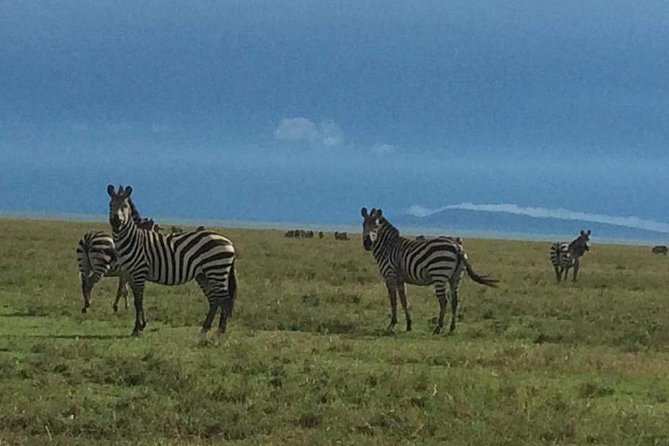 Camping to Serengeti & Ngorongoro Premium Parks - Ngorongoro crater daybreak: down into the caldera