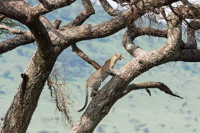Camping to Serengeti & Ngorongoro Premium Parks - Camping comfort inside the parks: what’s included, and what it means for you