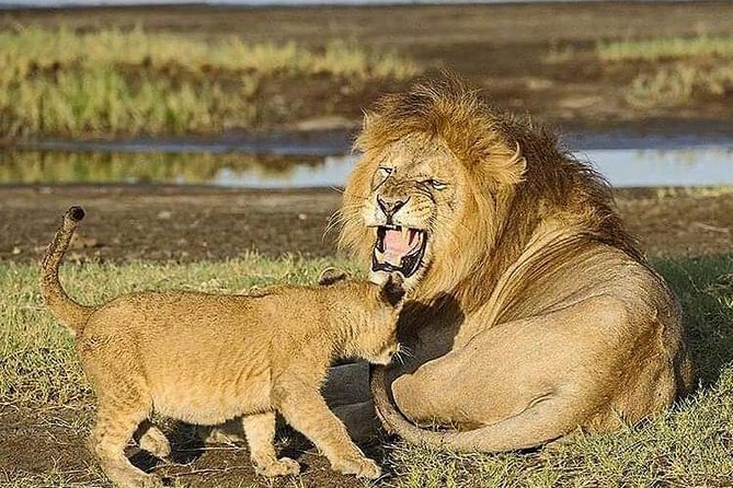 Camping to Serengeti & Ngorongoro Premium Parks - Price and value: what $815 buys you, and what to budget for