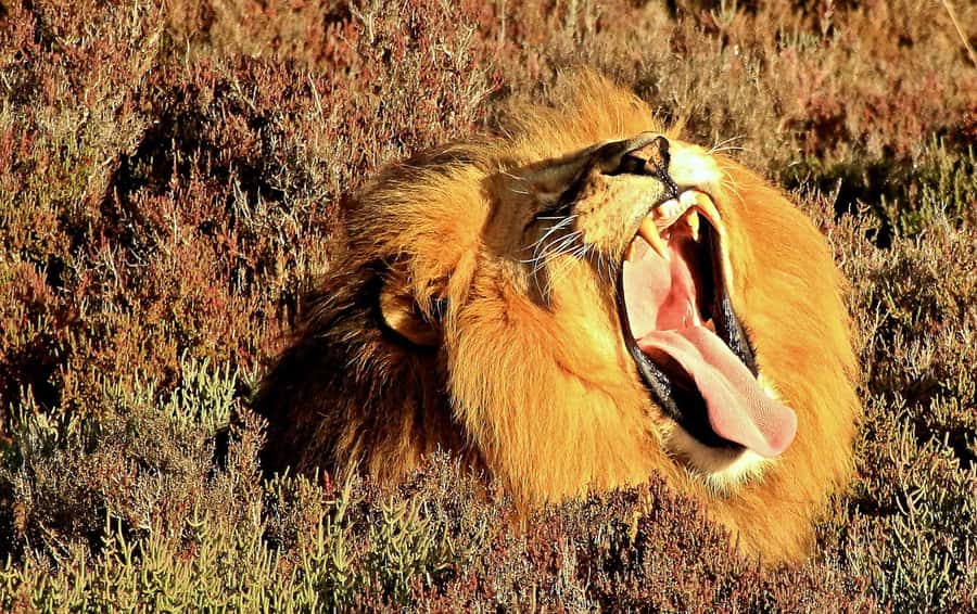 Cape Town: 2-Day Wildlife Tour with Safaris and Luxury Stay - Why this Cape Town safari feels like a real Western Cape detour