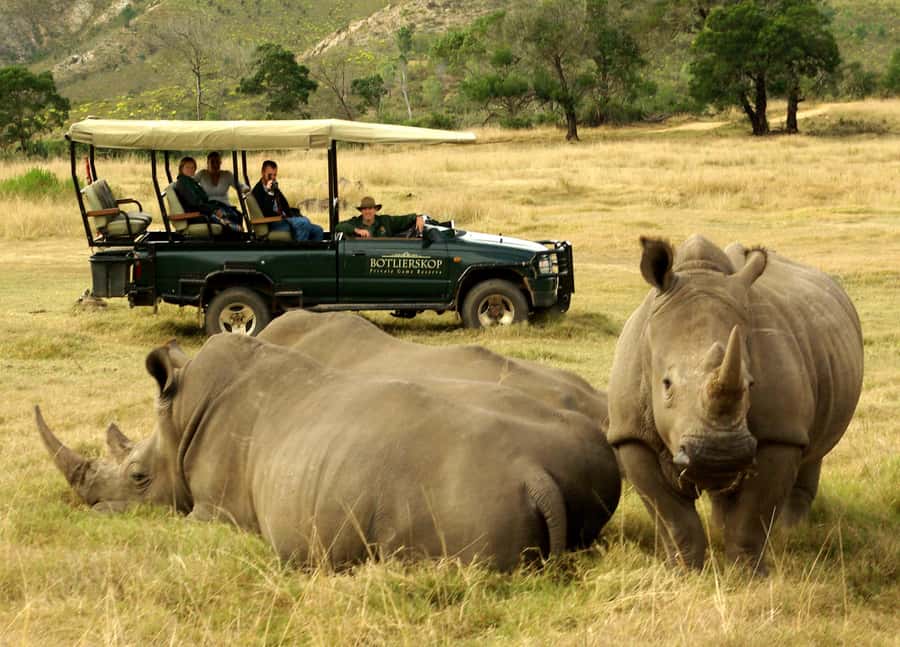 Cape Town: 2-Day Wildlife Tour with Safaris and Luxury Stay - Day 2: Klein Karoo bush drive plus optional elephant observation