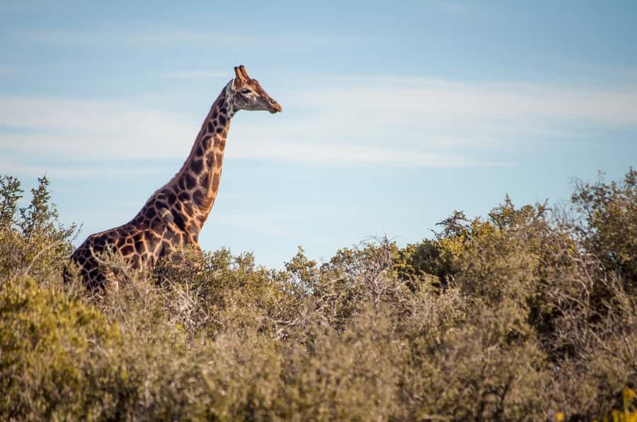 Cape Town: 2-Day Wildlife Tour with Safaris and Luxury Stay - Route 62 road trip: scenery, passes, and pit stops on the way back