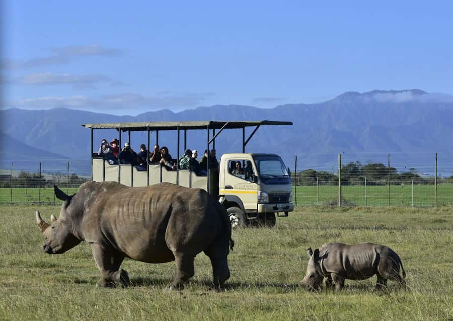 Cape Town: 2-Day Wildlife Tour with Safaris and Luxury Stay - Price and logistics: what $534 really covers