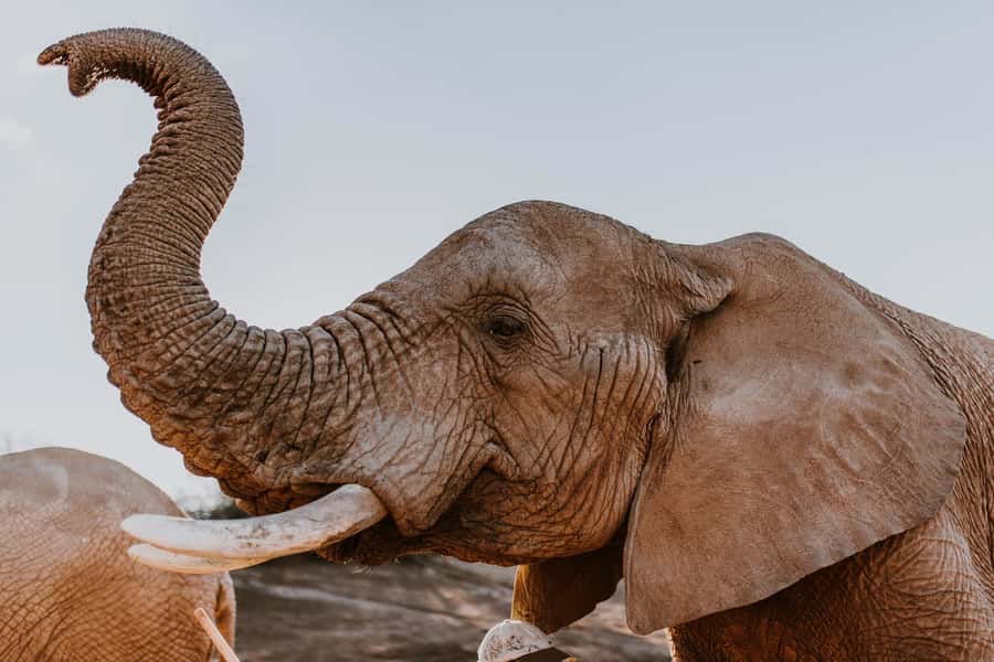 Cape Town: 2-Day Wildlife Tour with Safaris and Luxury Stay - Day 1: Botlierskop 4x4 safari in a malaria-free private reserve