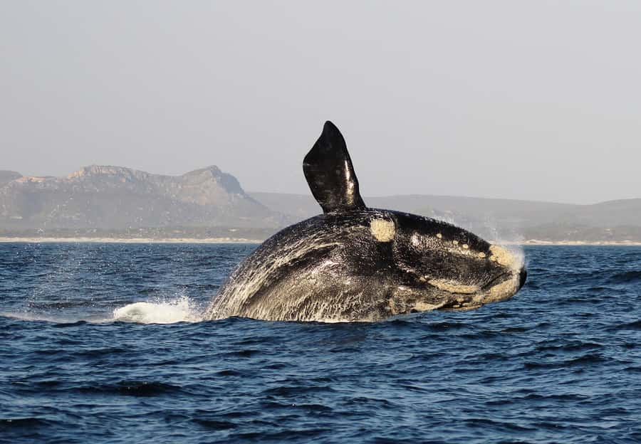 Cape Town: Premium Attractions City Pass with Bus Tour - Beyond the center: wine estates, African history, and day-trip style add-ons