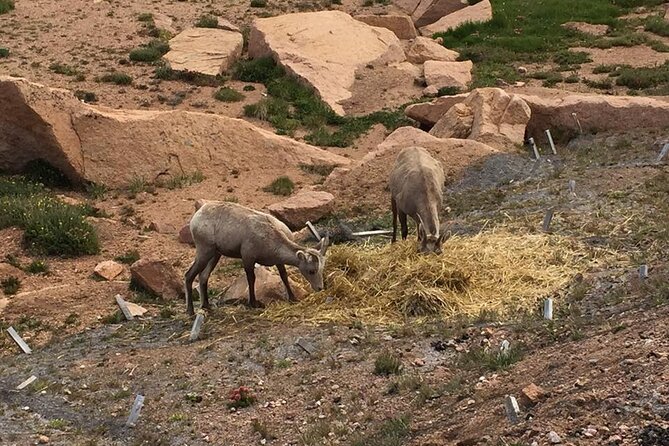 Colorado Springs Pikes Peak Luxury Jeep Tours - Manitou Springs Before the Climb: A Real Town Stop, Not a Photo Layover