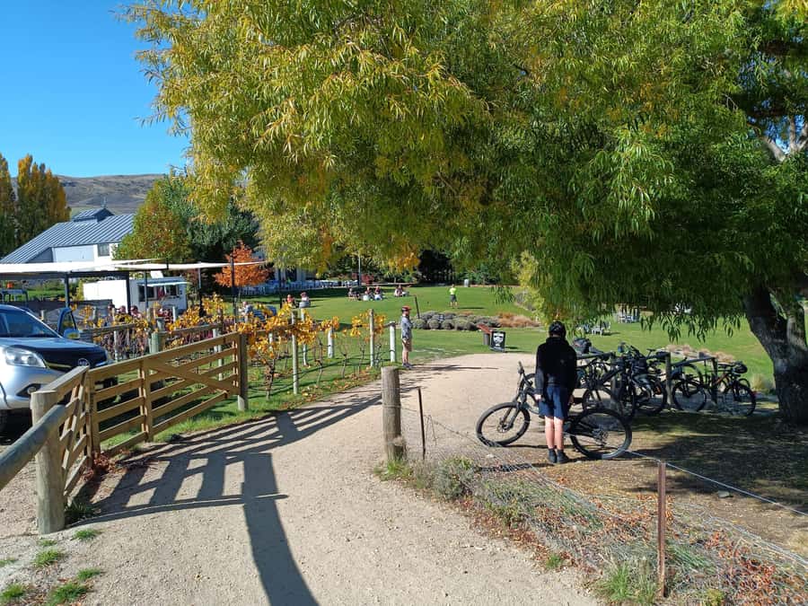Cromwell: Lake Dunstan Trail Bike Rental and Luxury Shuttle - The $107 price: is this actually good value?