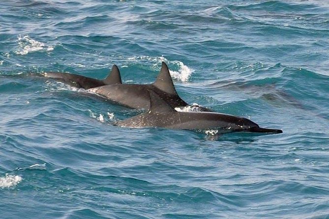 Deluxe Snorkel & Dolphin Watch Aboard a Luxury Catamaran from Kailua-Kona - Price and value: what $183.77 buys you on a 4.5-hour day