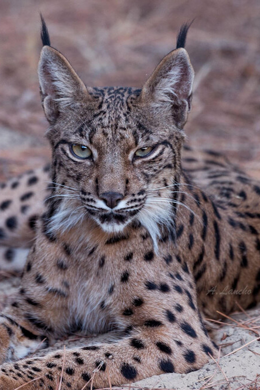 Discover Doñana & Iberian Lynx: Premium Nature Tour - Doñana in a short window: what you really buy for $46