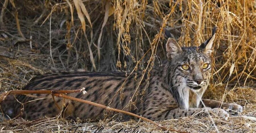 Discover Doñana & Iberian Lynx: Premium Nature Tour - Coto del Rey and the King’s Palace: nature meets history on purpose