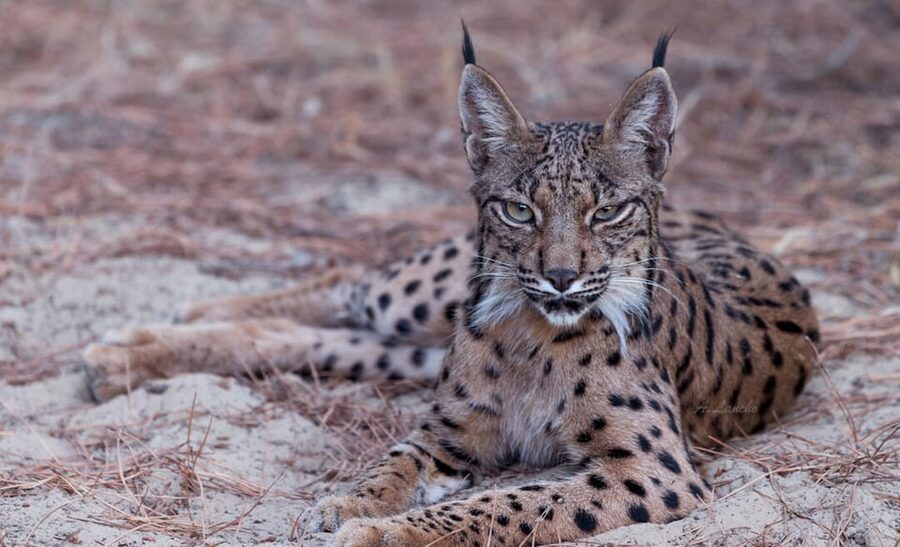 Discover Doñana & Iberian Lynx: Premium Nature Tour - Flora and fauna interpretation: what the guide is doing for you