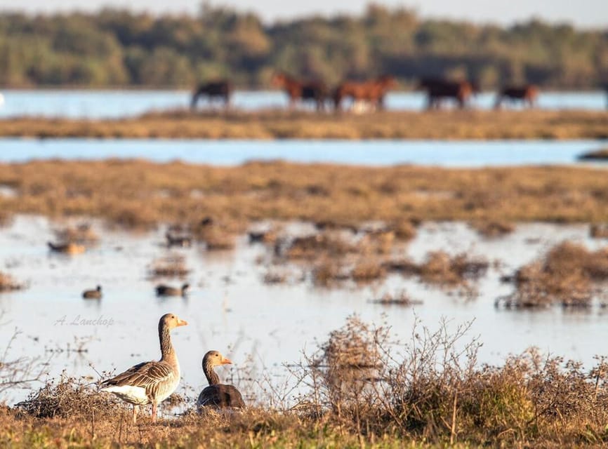 Discover Doñana & Iberian Lynx: Premium Nature Tour - The deal: is it worth $46 per person?